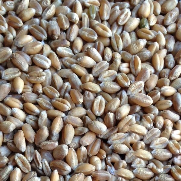 Paul's Mühle Futterweizen 25 kg