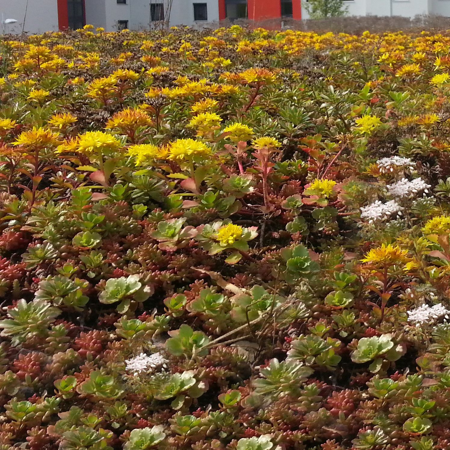 Extensive Dachbegrünung RSM 6.1 1 kg