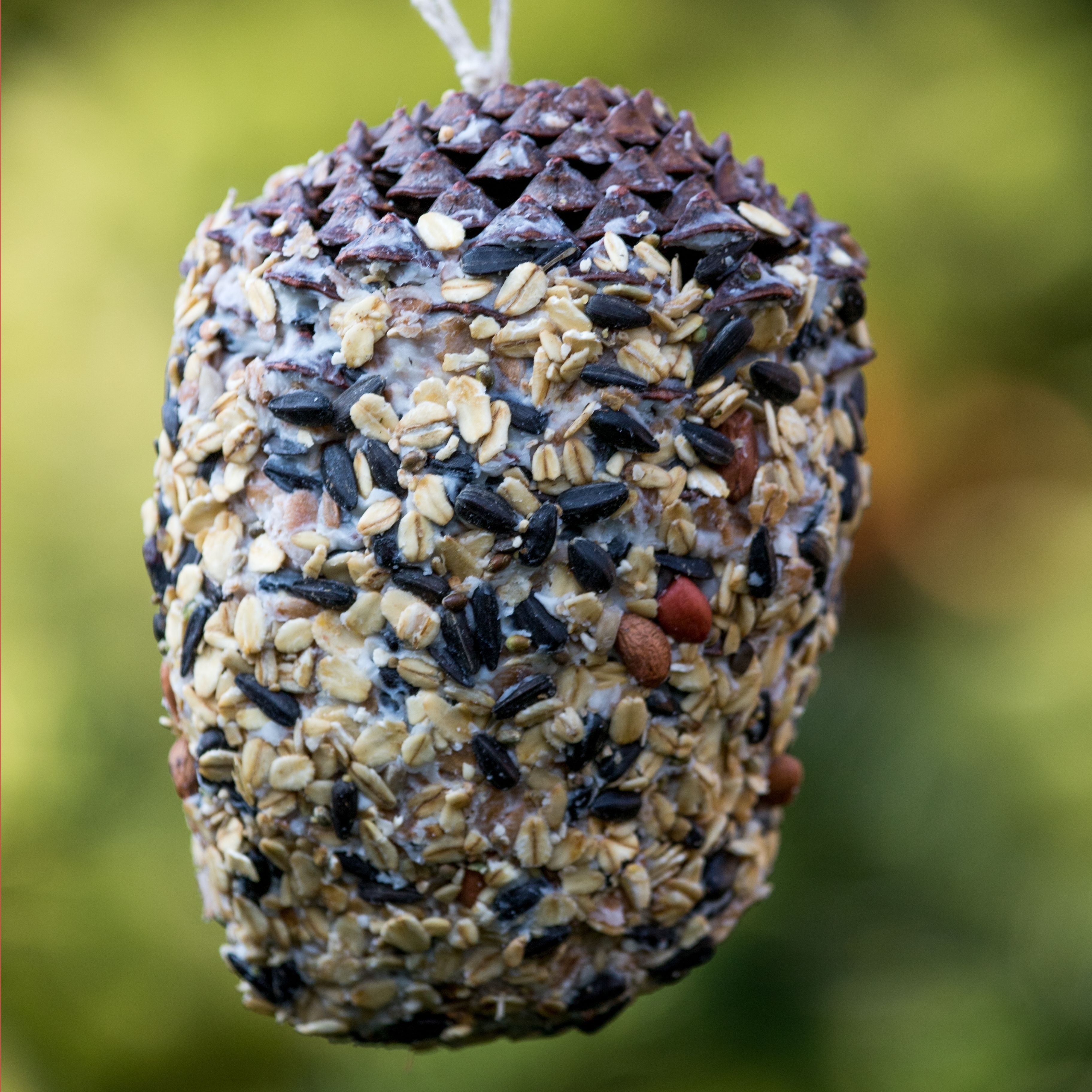Großer Futterzapfen ca. 400 g