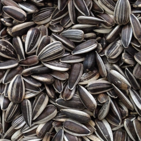 Paul's Mühle Sonnenblumenkerne gestreift 20 kg
