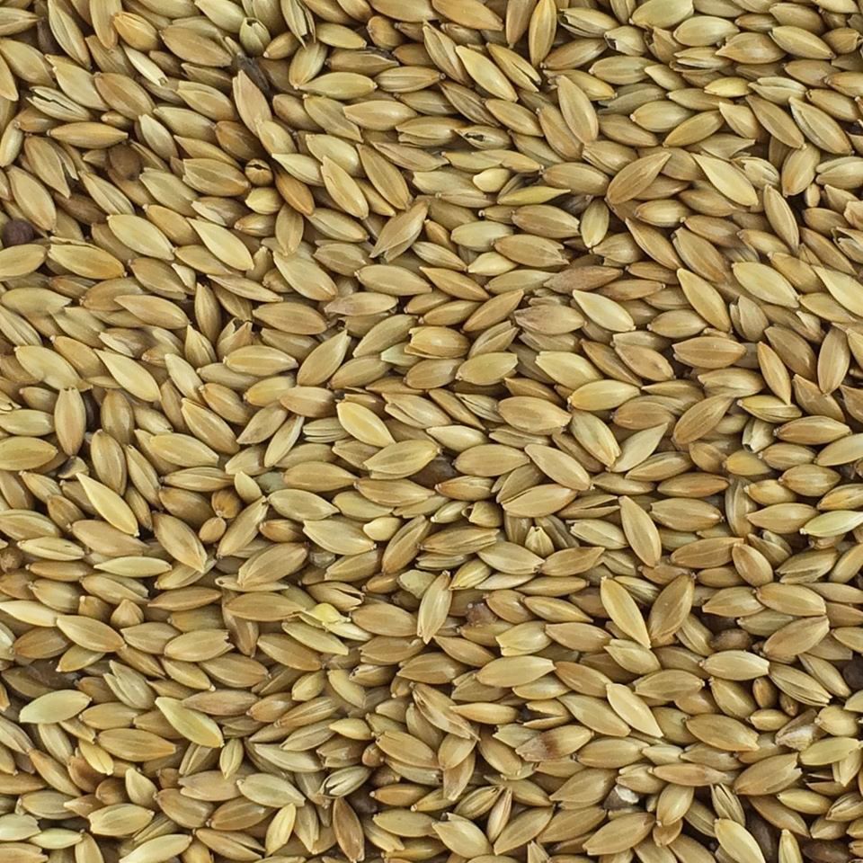 Paul's Mühle Kanariensaat 10 kg