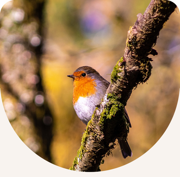 herbstbild-links1.jpg?ts=1784881551
