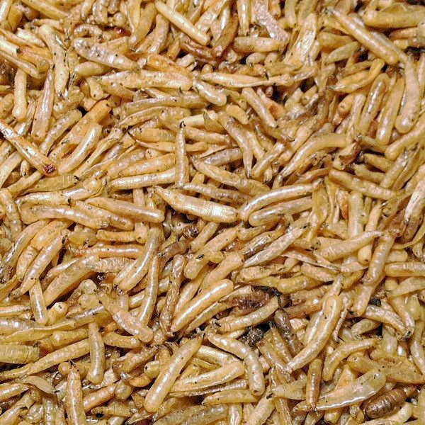 Paul's Mühle Maden (getrocknet) 8,5 kg