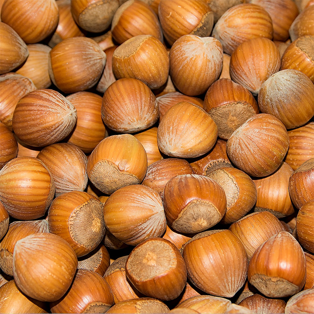 Paul's Mühle Haselnüsse in Schale 2,5 kg