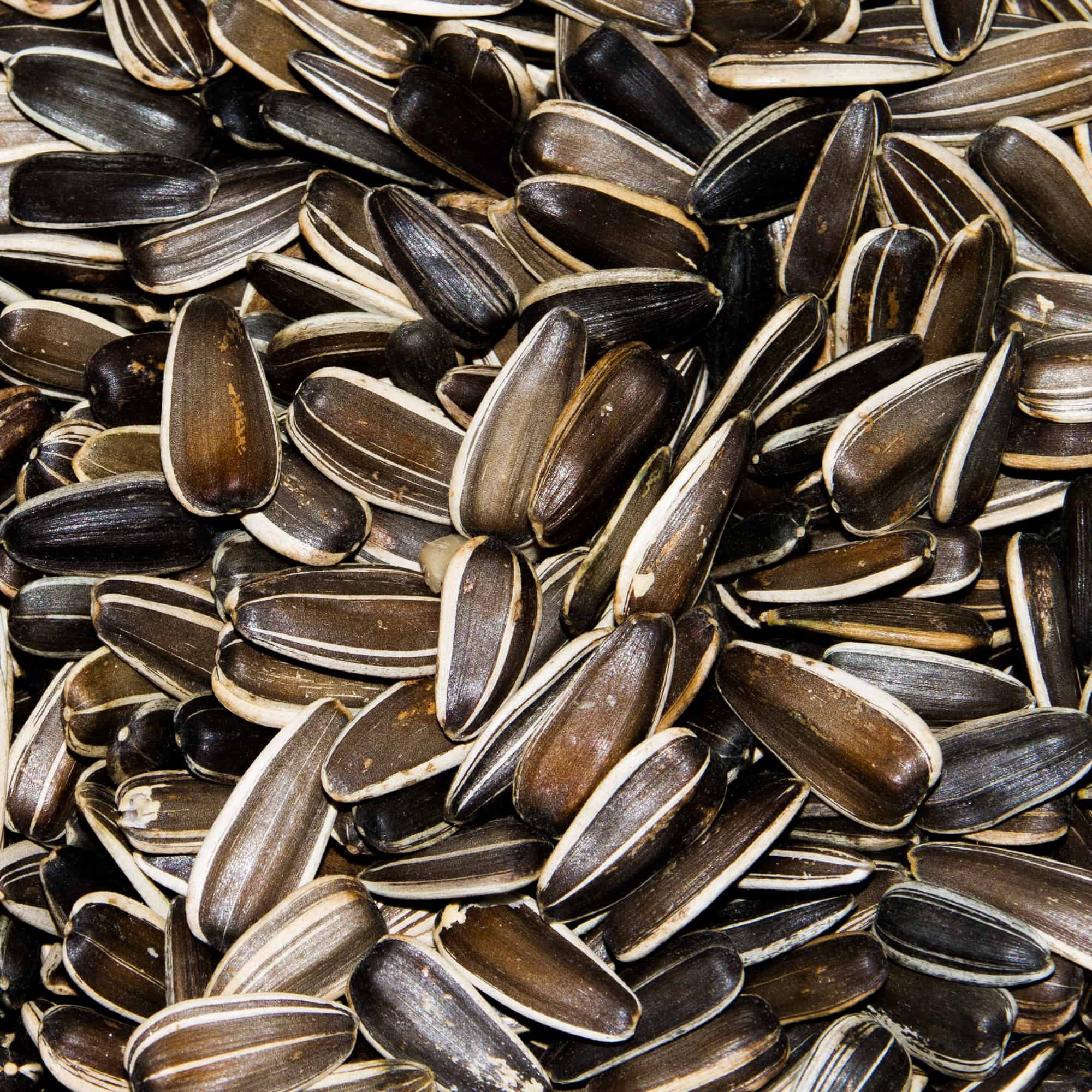 Paul's Mühle Sonnenblumenkerne gestreift XXL 2,5 kg