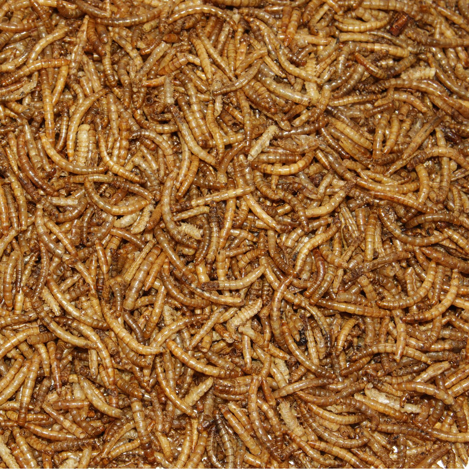 Paul's Mühle Mehlwürmer getrocknet 500 g