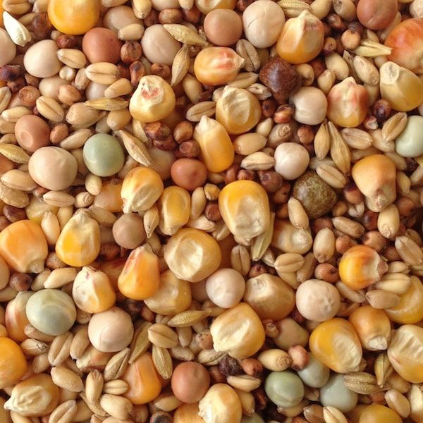 Paul's Mühle Taubenfutter Classic 12,5 kg