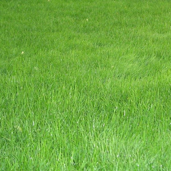 SR 315 Rasengold ® Spiel- & Sportrasen 10 kg