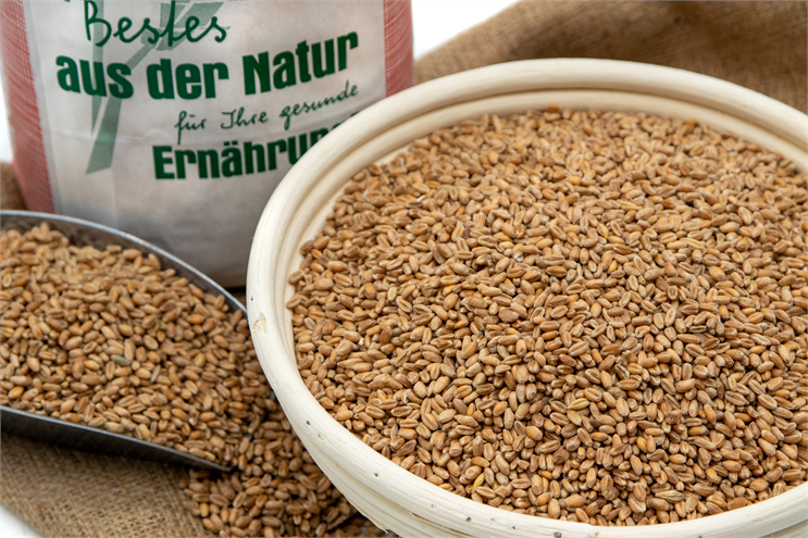 Speise-Weizen 5 kg