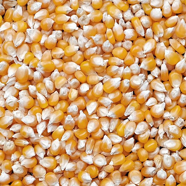 Popcornmais 2,5 kg (Speisequalität)