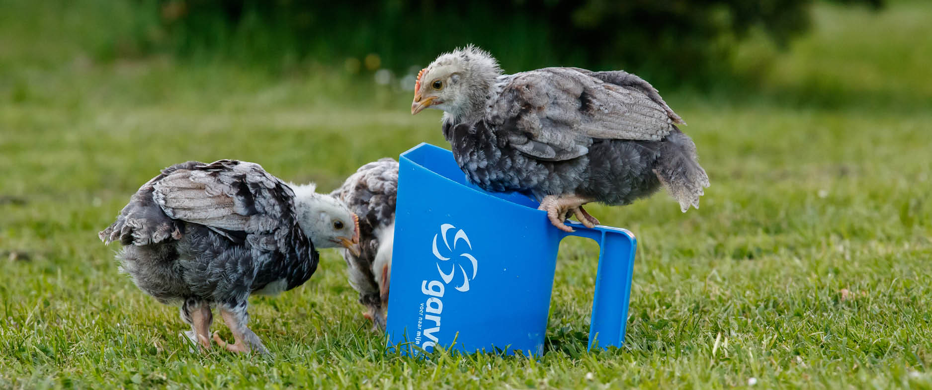 Tierpflege: Gesunde Tiere brauchen Wissen, Zeit und die richtige Ernährung