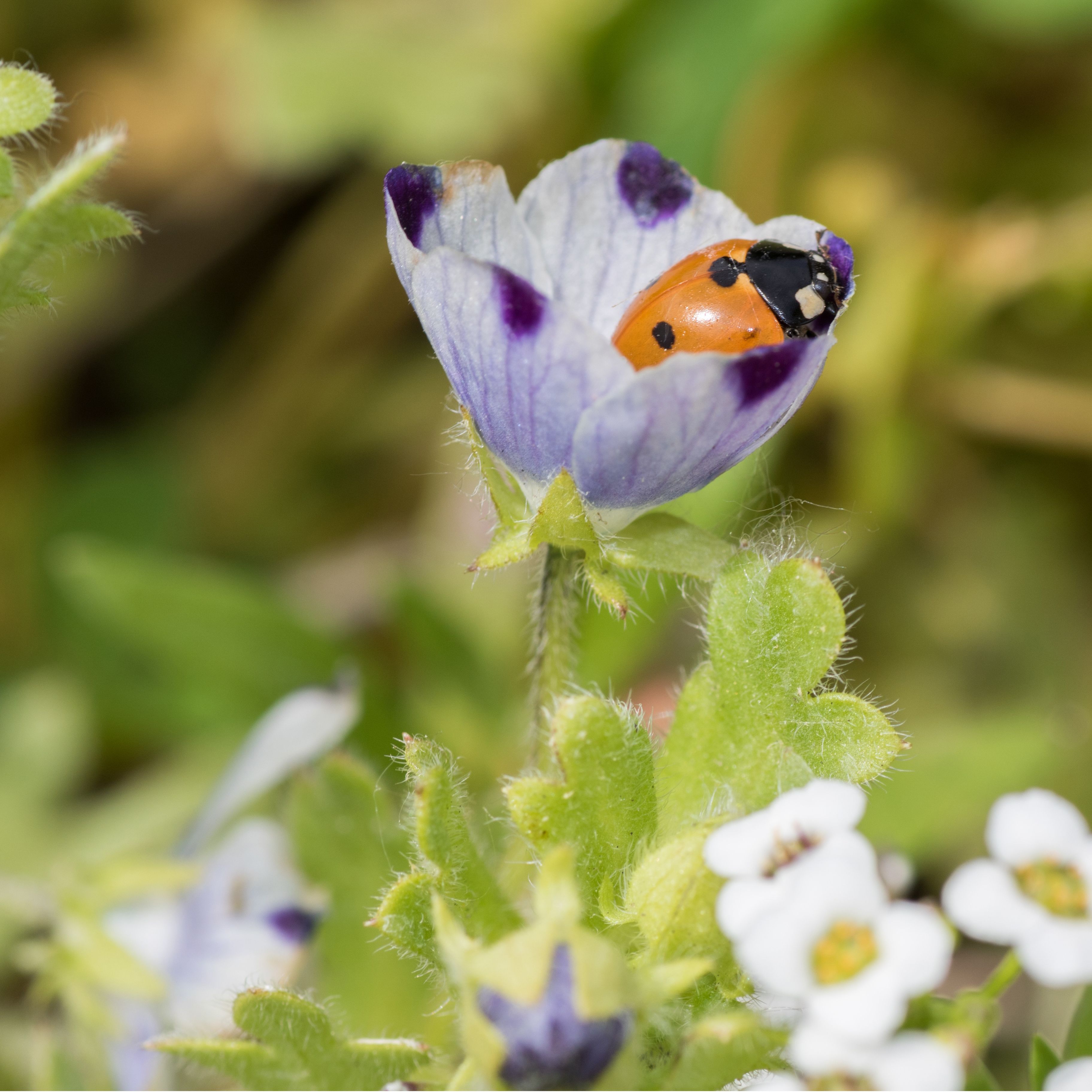 BM 100 Blühmischung Florentina  - Premium mittelho