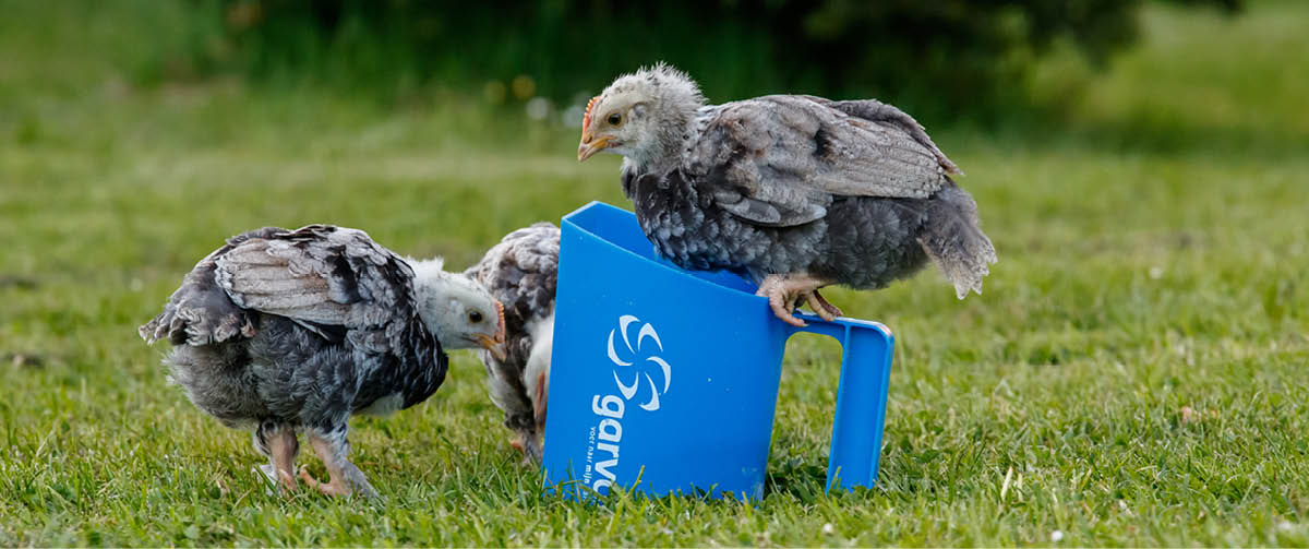 Tierpflege: Gesunde Tiere brauchen Wissen, Zeit und die richtige Ernährung
