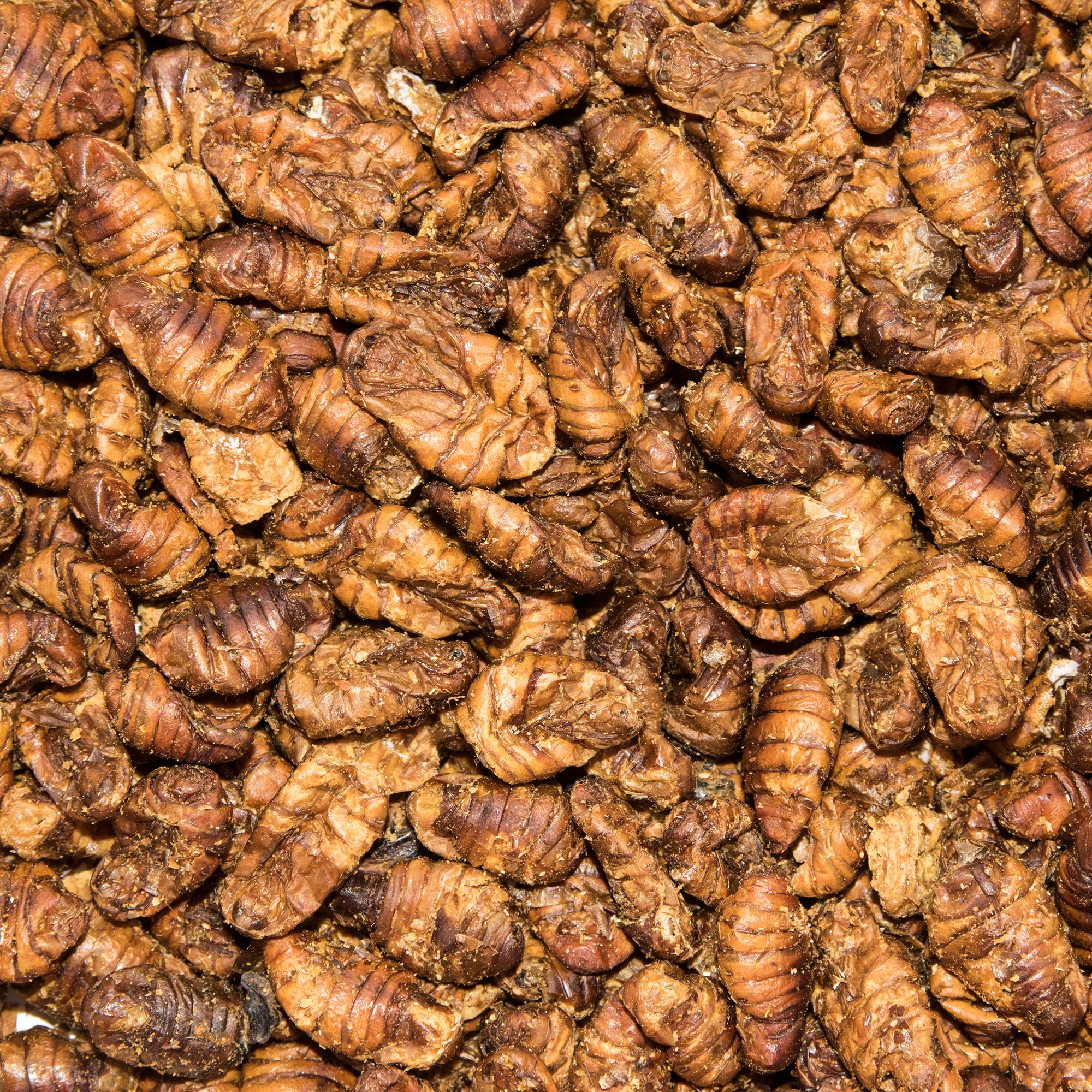 Paul's Mühle Seidenraupenpuppen 500 g