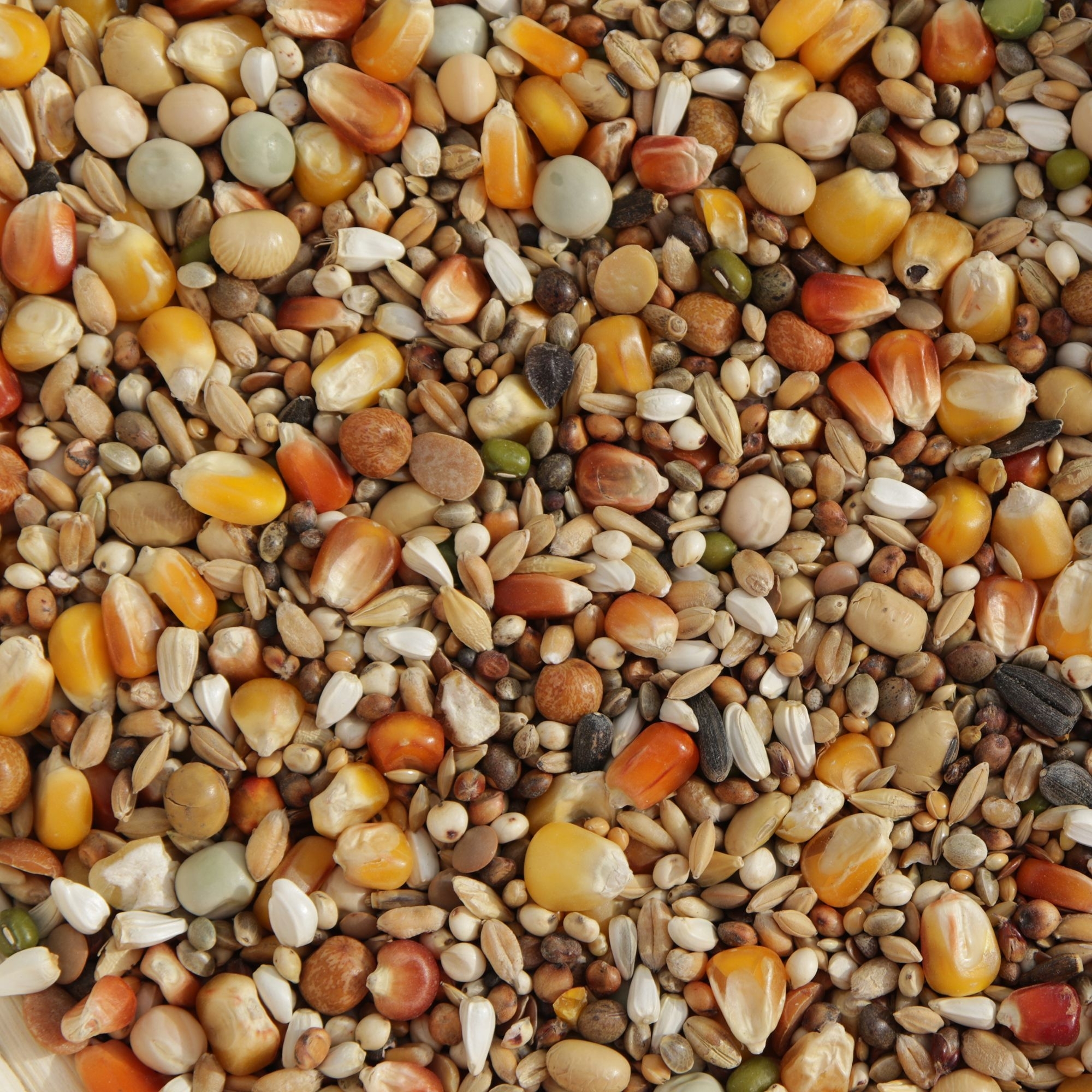 Matador Premium Athletic 20 kg