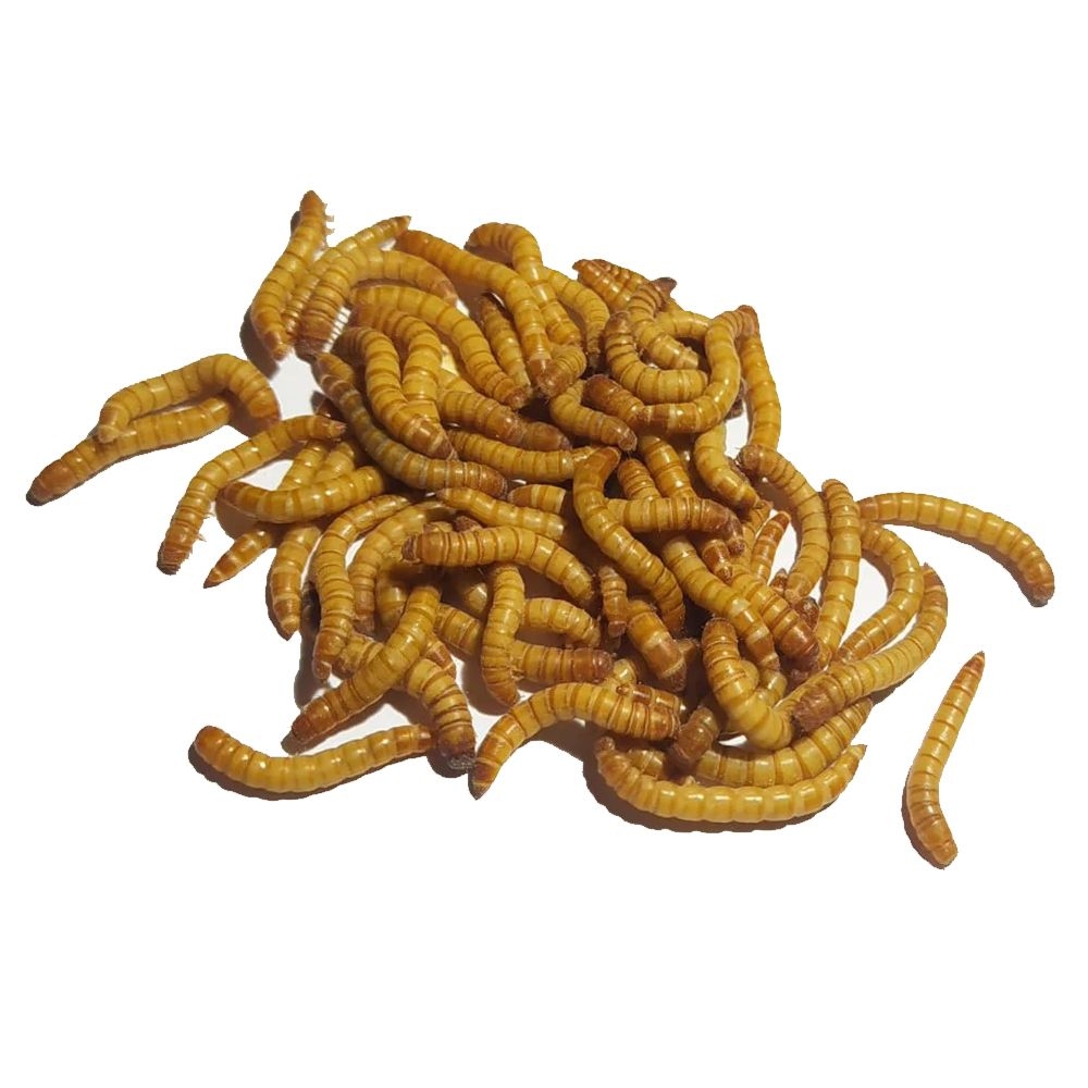 Mehlwürmer (lebend) 1 kg