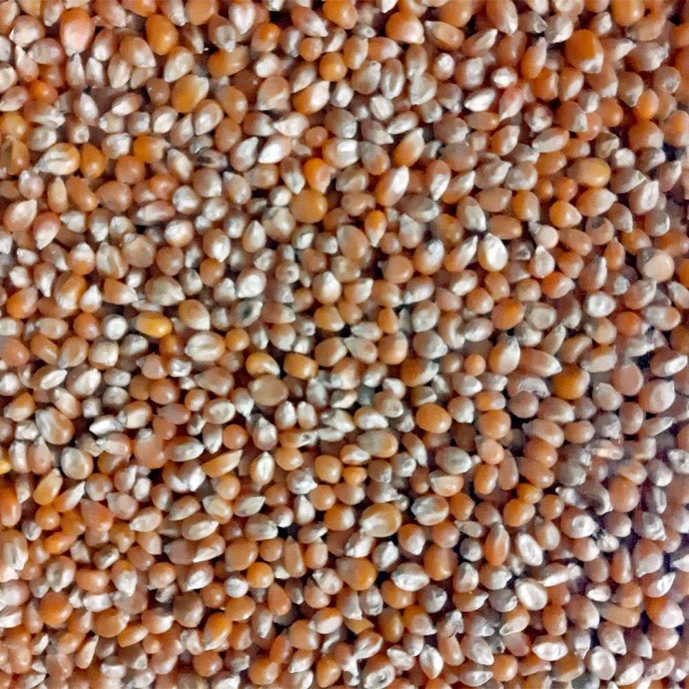 Paul's Mühle Popcorn-Mais für Futterzwecke 2,5 kg