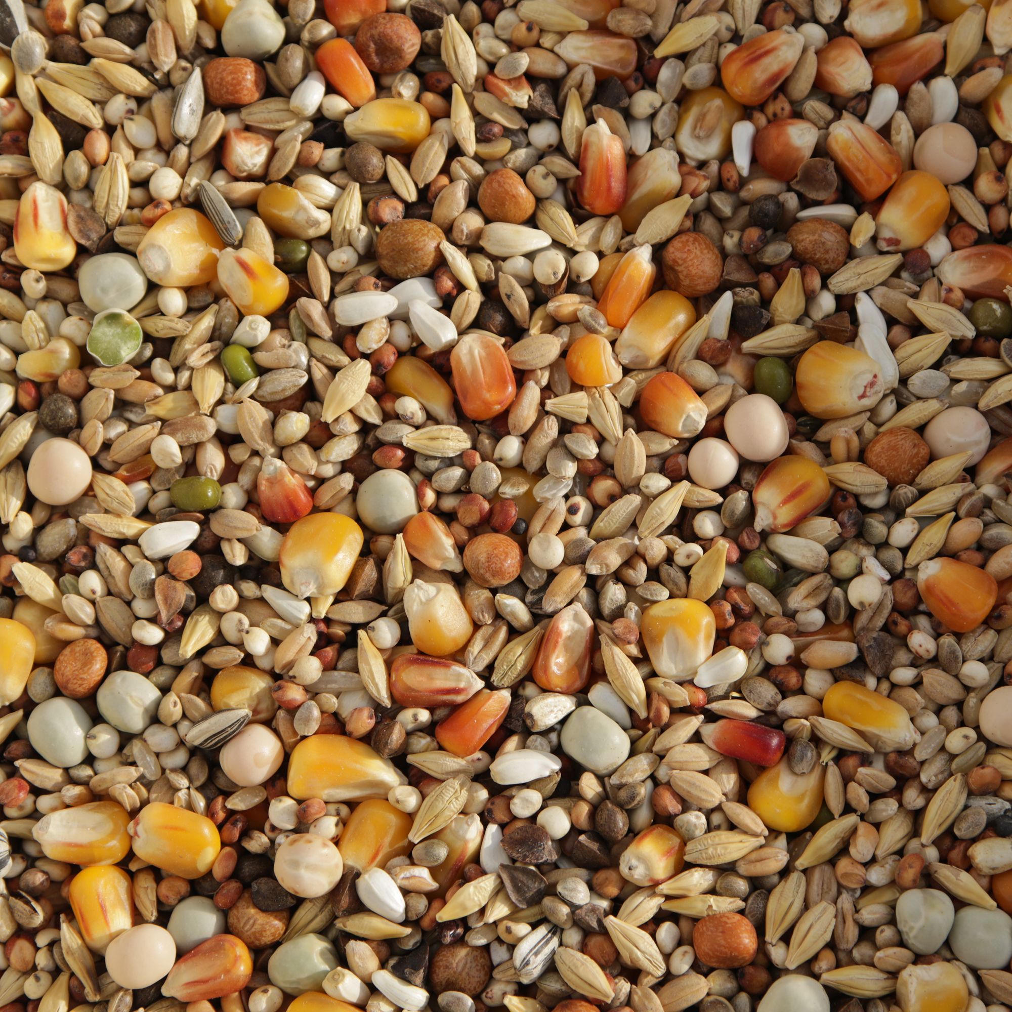 Matador Jungtauben H.O.T. 25 kg