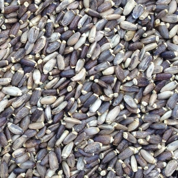 Paul's Mühle Distelsamen 10 kg