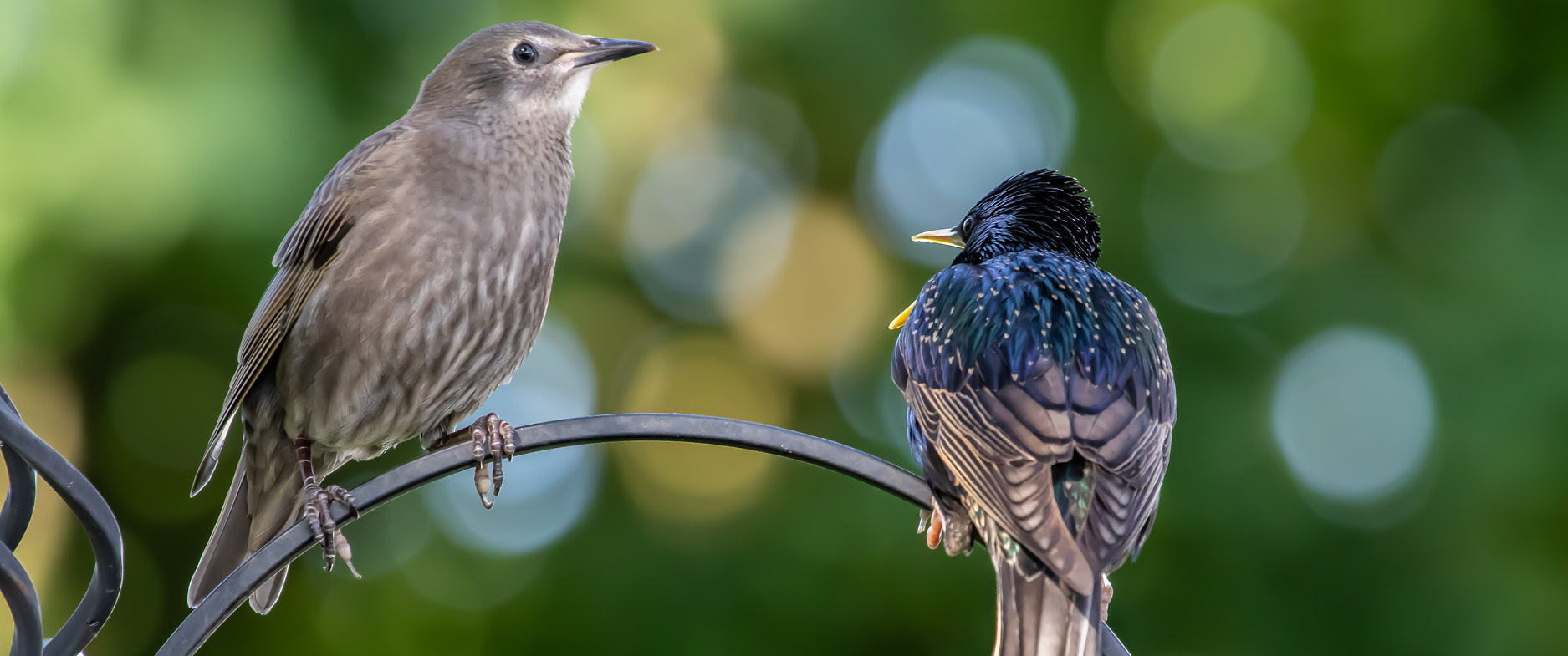 Wildvögel & Garten:  Artenkunde, Saisonkalender, Fütterungstipps, Nisthilfen, naturnaher Garten