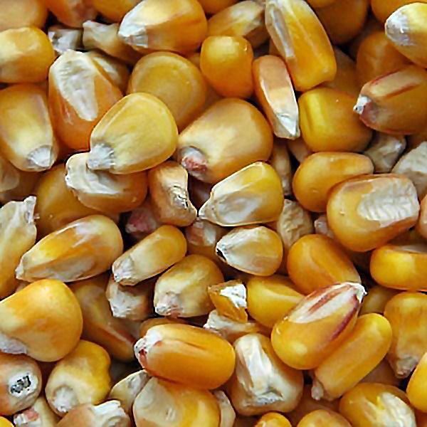 Paul's Mühle Mais für Futterzwecke 1 kg