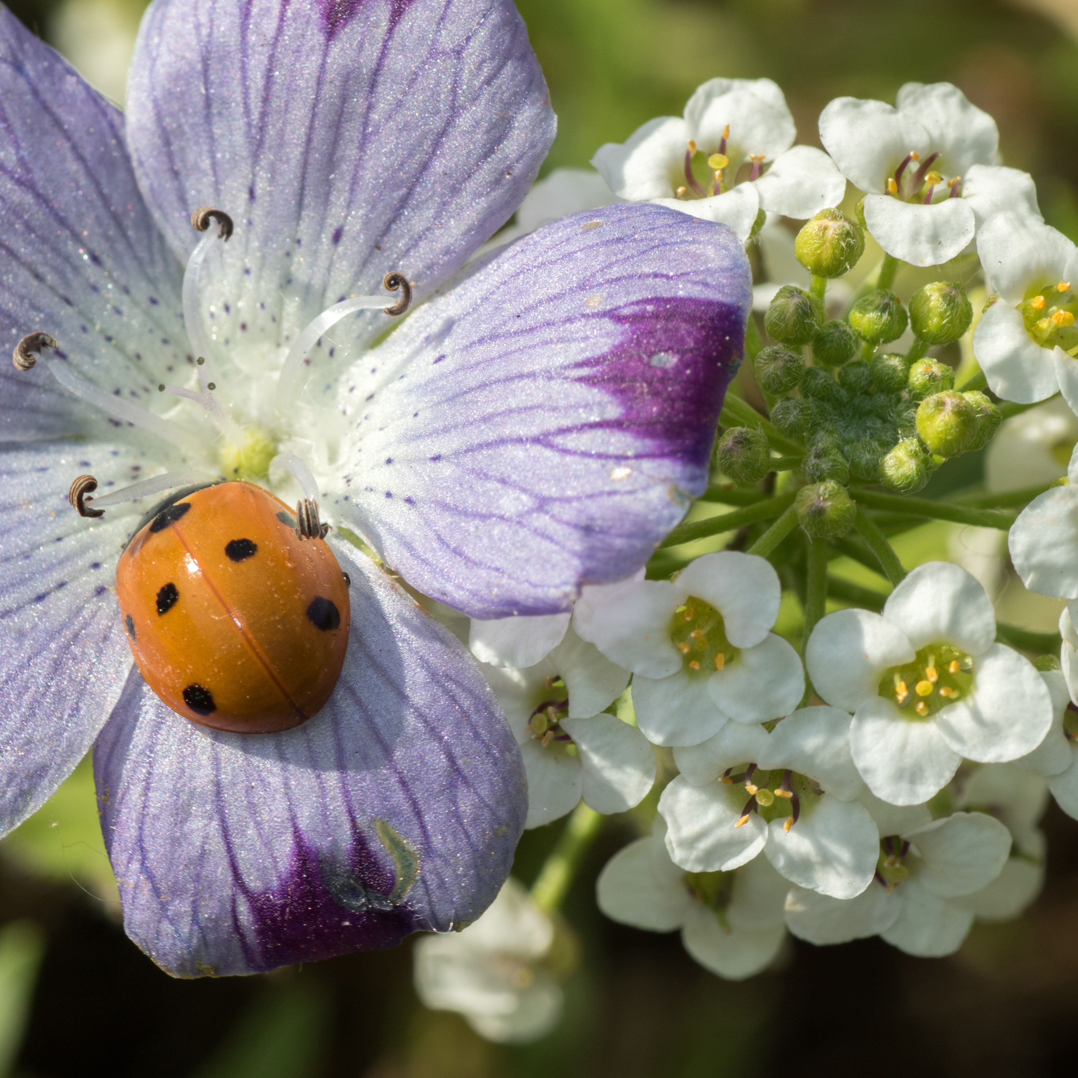 BM 400 Blühmischung Zahra - bunte Blumenmischung -