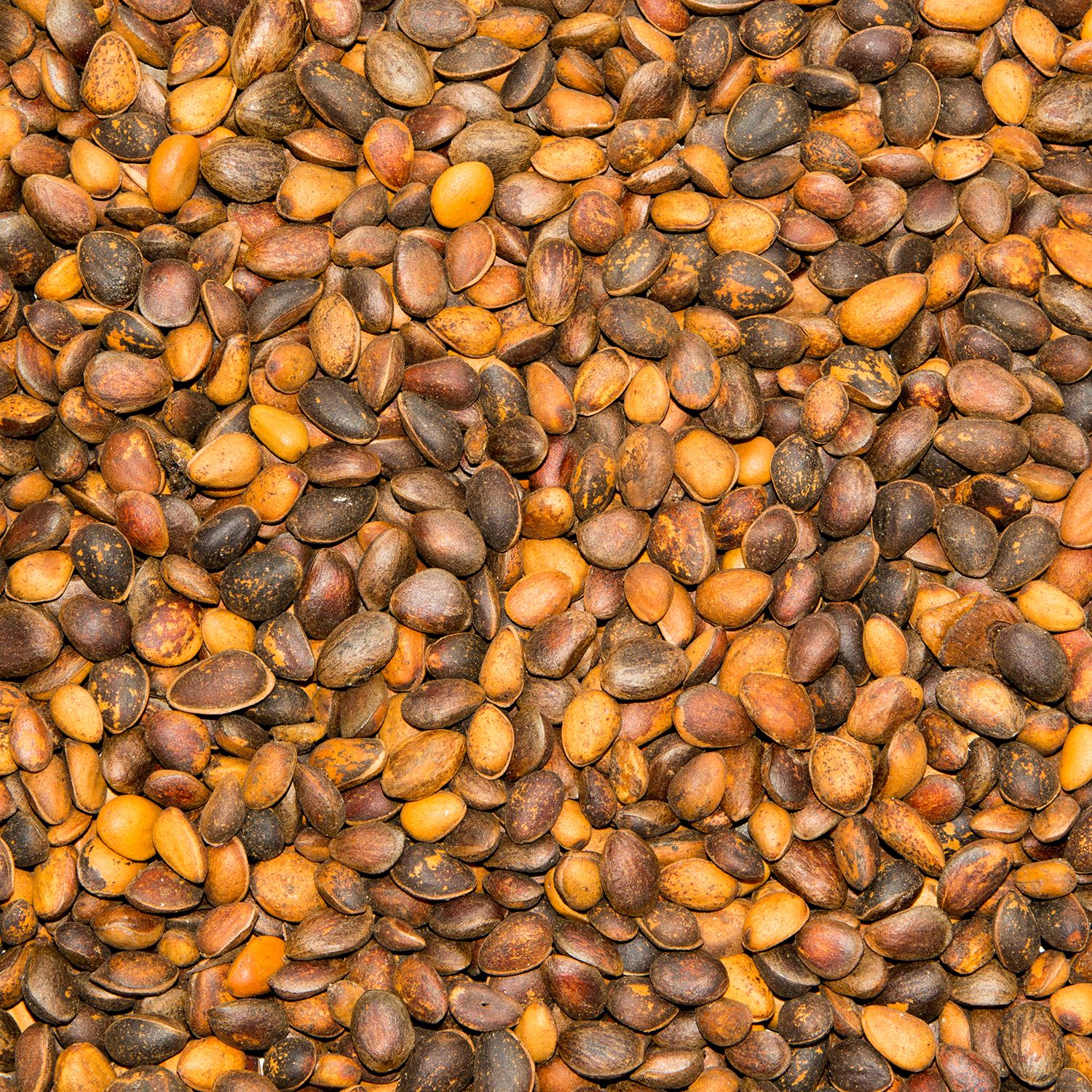 Paul's Mühle Zirbelnüsse 10 kg