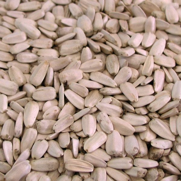 Paul's Mühle weiße Sonnenblumenkerne 2,5 kg