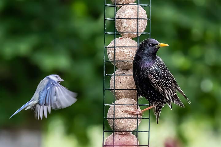 Wildvögel und Gartentiere